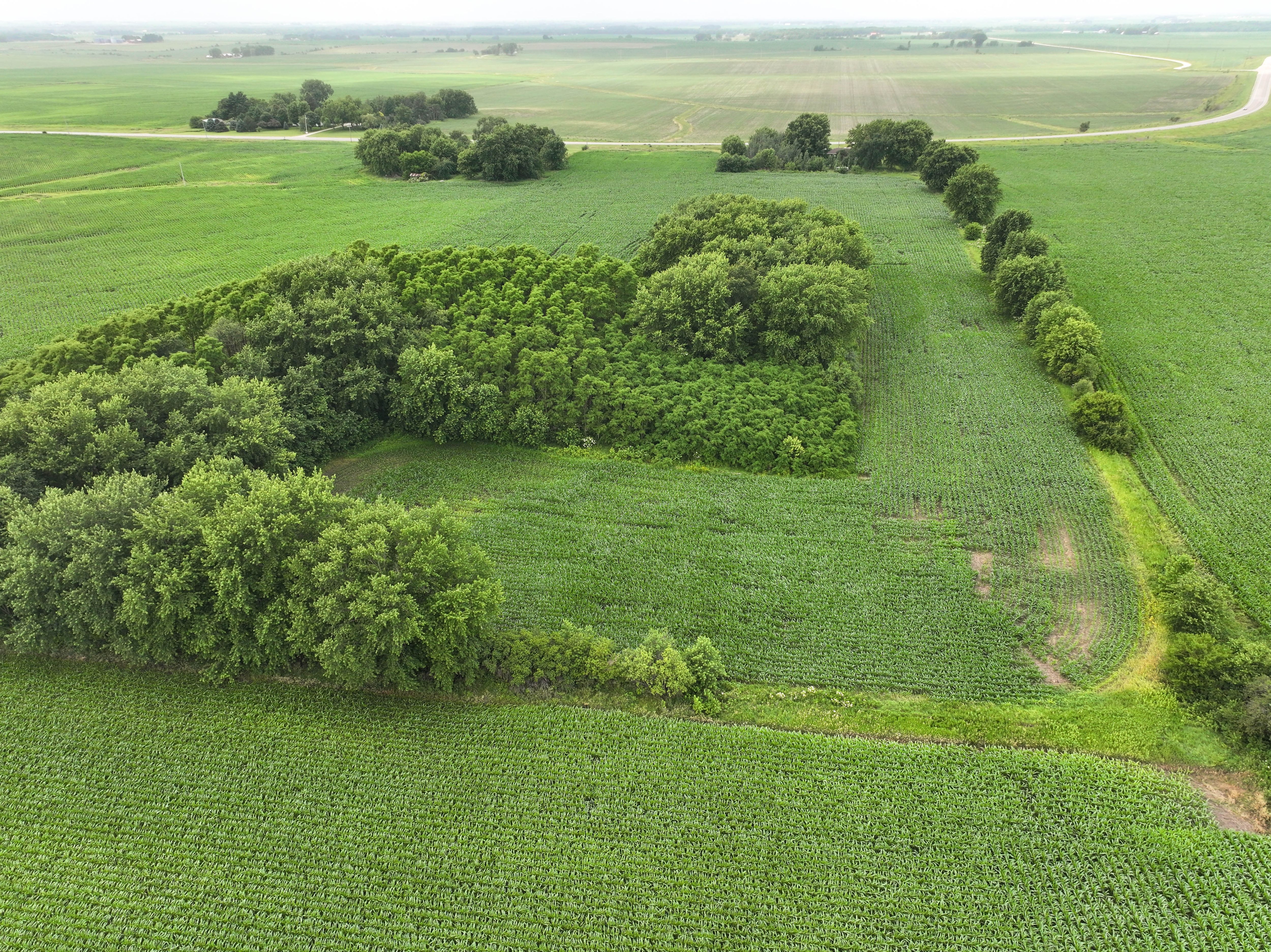 Listing Photo: 15 - Buchanan County Iowa Farmland Auction